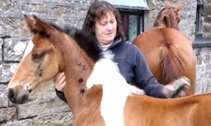 馬の模様がある馬