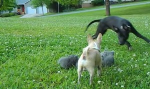 子猫を守るチワワ