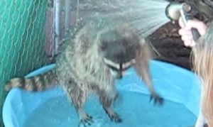アライグマ洗われる