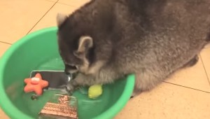 飼主のスマホを洗ってあげるアライグマ