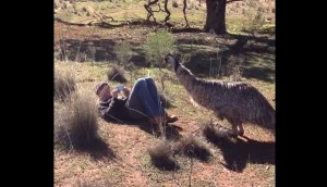 野生のエミュー、男の正面に居ようとする