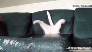 ソファの隙間に消える猫、現れる猫