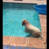 これは凄い！プールのボールを取りたい犬、驚きの方法でゲット！