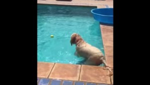 これは凄い！プールのボールを取りたい犬、驚きの方法でゲット！