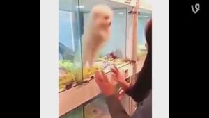 信じてるからね、えいっ！と飛び降りる子犬