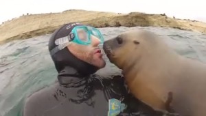 可愛いアシカ達！ダイバーに愛嬌をふりまく！