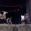 納屋から一斉に飛び出すヤギの子供たち