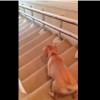 変な方法で階段を降りる犬