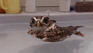 お風呂にぷか～んと浮かぶフクロウ