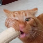夢中でバナナを食べる猫