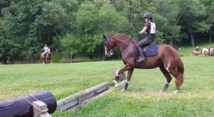 怖いけどジャンプする馬