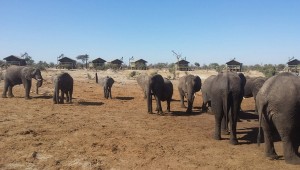 とんでもロッジ！夜トイレに行ったら象が、象がぁぁ！