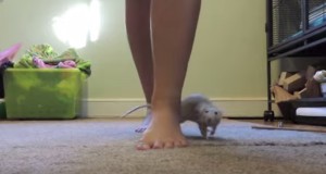 犬より凄い！？めっちゃ訓練されたネズミ！