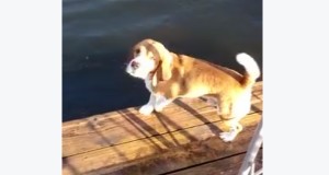 勇敢なビーグル犬！女の子が溺れたと思い、助けに飛び込む！