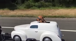 乗り心地に満足する犬