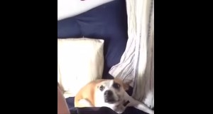 自撮りでポーズをキメる犬