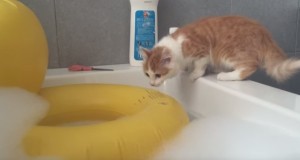 ひよこの浮き輪に飛び乗る猫