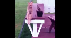 面白すぎ！人間みたいにテーブルに座る猫！