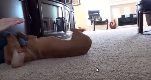 「バン！」と言ったら倒れる犬、最終進化系(笑)