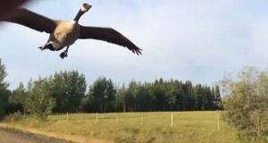 車を追いかけて飛ぶガチョウを湖まで連れてった！