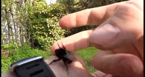 蜂さん復活！脱水で弱ったハチさんにハチミツあげた！