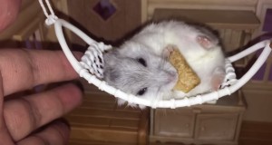 ハンモックでオヤツを食べるハムスター