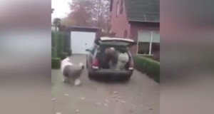 大型犬オールドイングリッシュシープドッグ６匹はワゴンに乗れるのか？