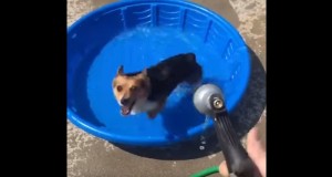 タライのプールではしゃぐコーギー犬