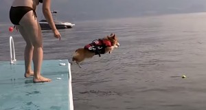 勇気を出して水に飛び込むコーギー