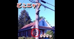こりゃ面白い！猫に追われたリス、電柱を狡猾に逃げ回る！