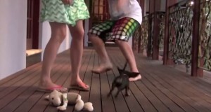 彼女を彼氏から守る犬