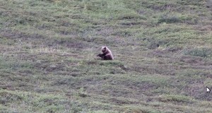 丘を転がる熊さん