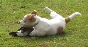 鳥と犬、仲良く遊ぶ！カササギフエガラスとジャックラッセルテリア！