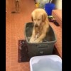 超幸せそう！ゴミ箱のお風呂を楽しむ犬！