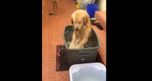 超幸せそう！ゴミ箱のお風呂を楽しむ犬！