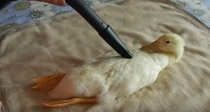掃除機で吸われるアヒル