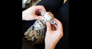 可愛すぎ！マッサージされるベンガル子猫！