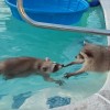 プールで泳ぐアライグマに手をさしのべるアライグマ