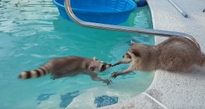 プールで泳ぐアライグマに手をさしのべるアライグマ
