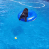 ゴムボートでプールのボールを取ろうとする犬
