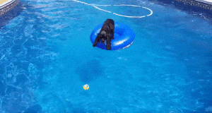 ゴムボートでプールのボールを取ろうとする犬