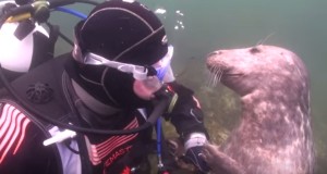 可愛いアザラシ！海中でダイバーに懐く！