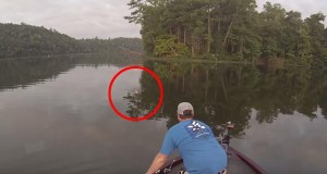 ボートで釣り！そのとき２匹の猫が泳いできた！