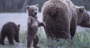 立ち上がって踊る小熊