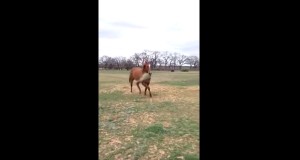 なんだか可愛い！メス馬に干草をプレゼントするオス馬！
