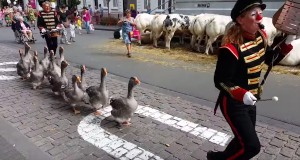 可愛いガチョウの行進！マーチングバンドと街をテクテク！