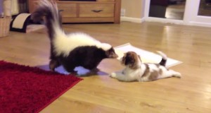 スカンクと遊ぶ犬