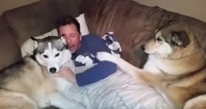 嫉妬するハスキー犬