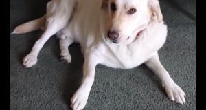 盗み食いを白状する犬