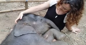 少女の膝で眠るゾウさんの赤ちゃん